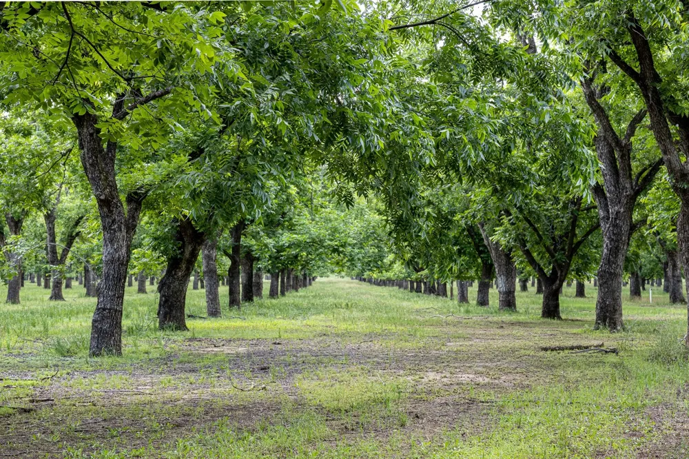 2184 Middlewood Circle Granbury, TX 76049