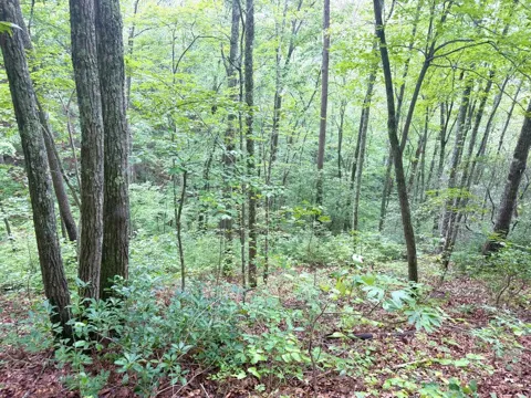 Yellow Creek Road