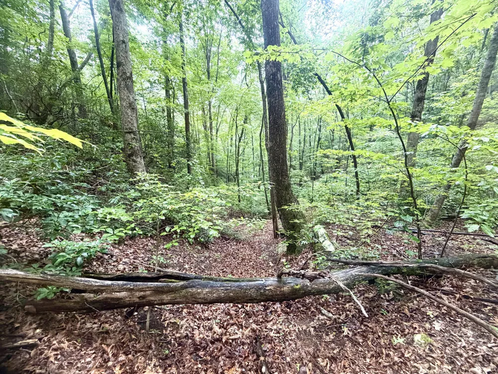 Yellow Creek Road Robbinsville, NC 28771