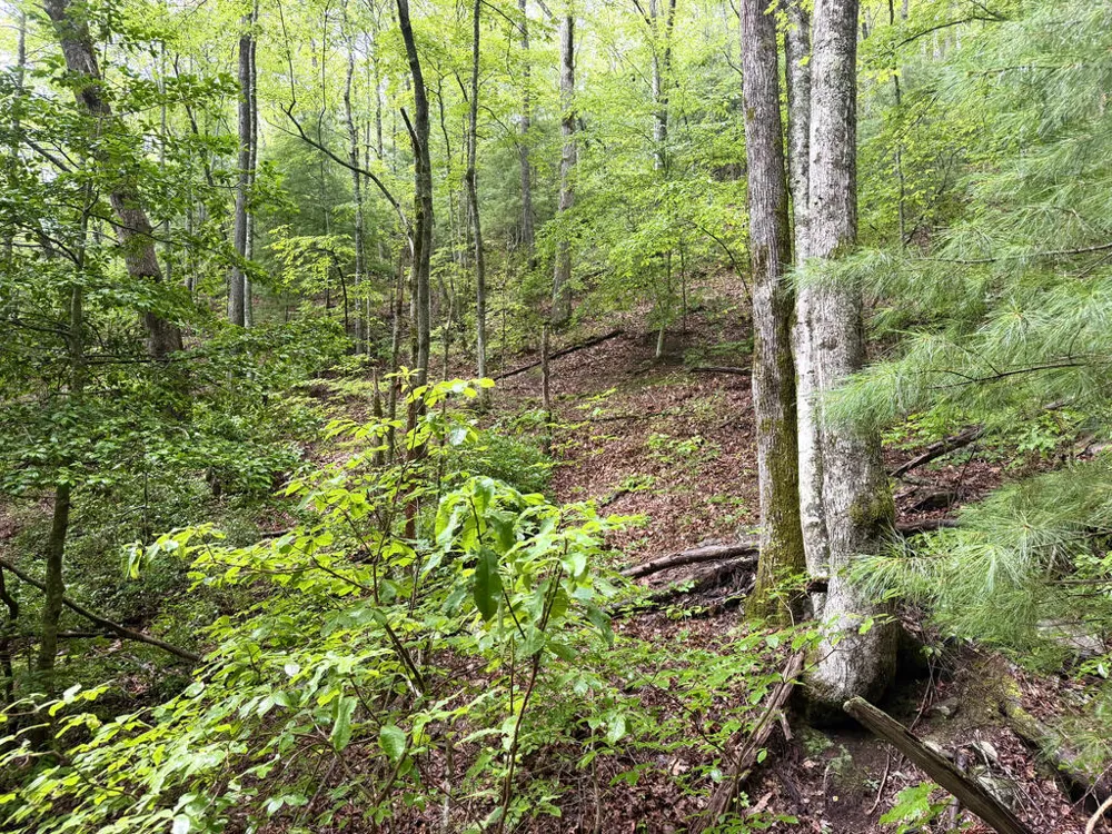 Yellow Creek Road Robbinsville, NC 28771