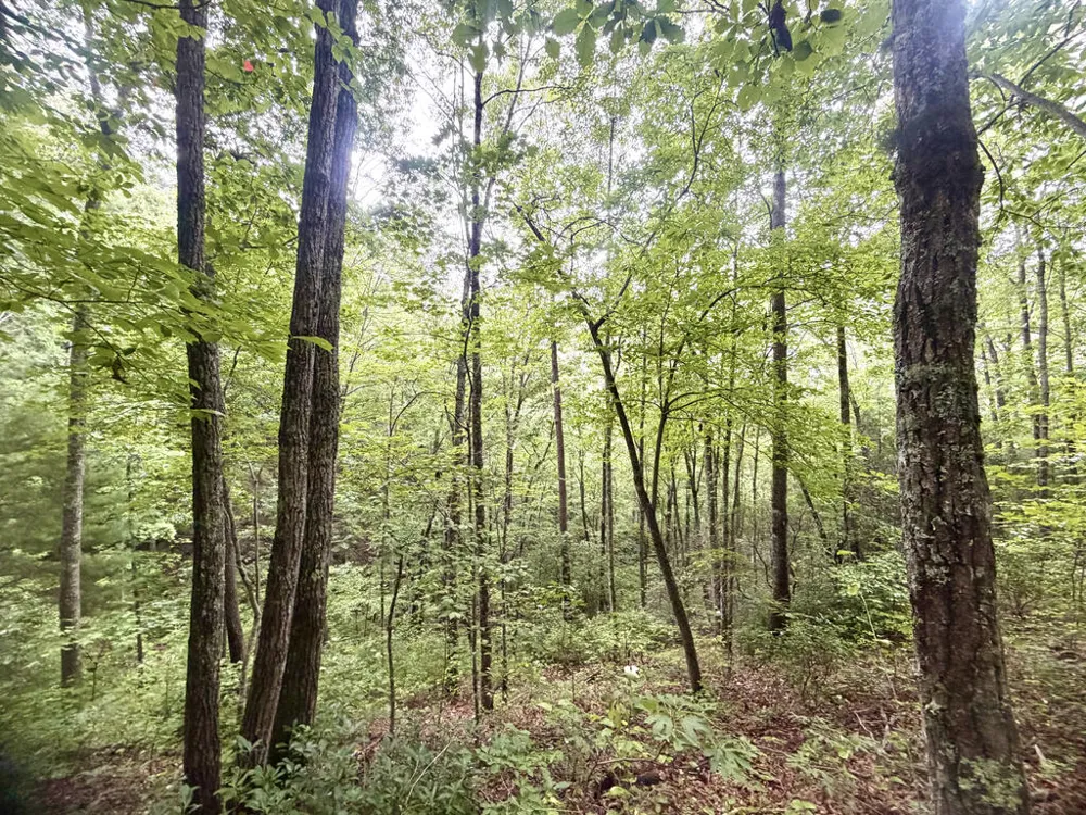 Yellow Creek Road Robbinsville, NC 28771