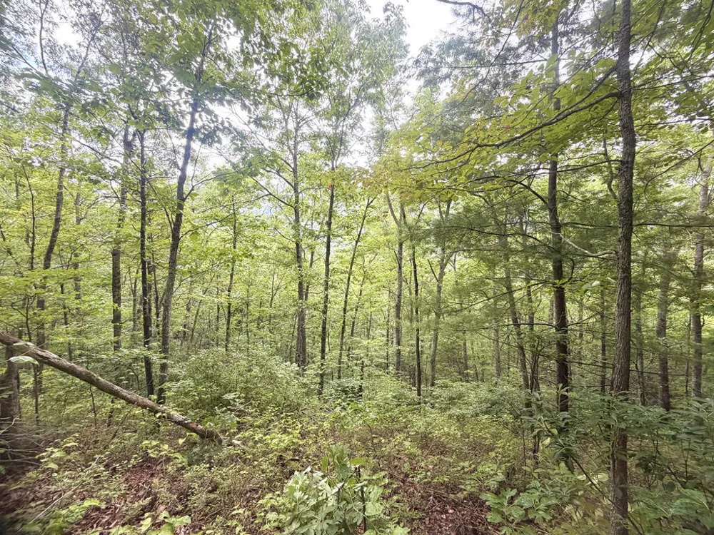 Yellow Creek Road Robbinsville, NC 28771
