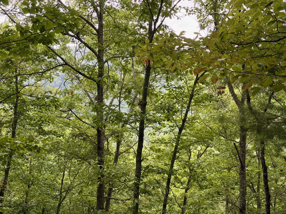 Yellow Creek Road Robbinsville, NC 28771