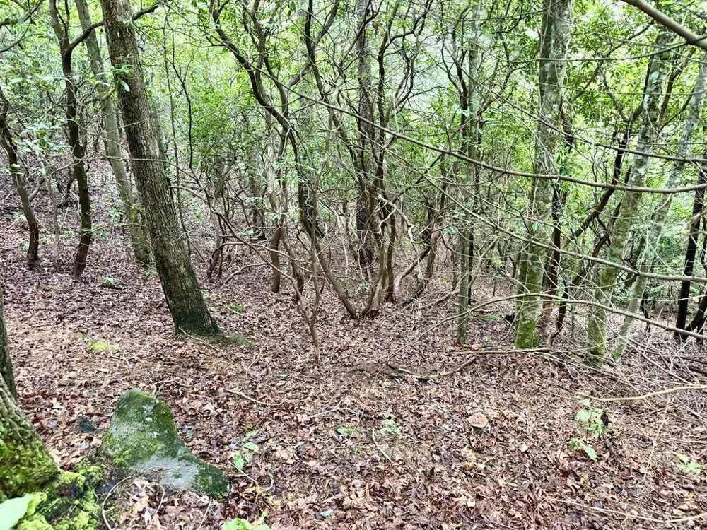 Yellow Creek Road Robbinsville, NC 28771