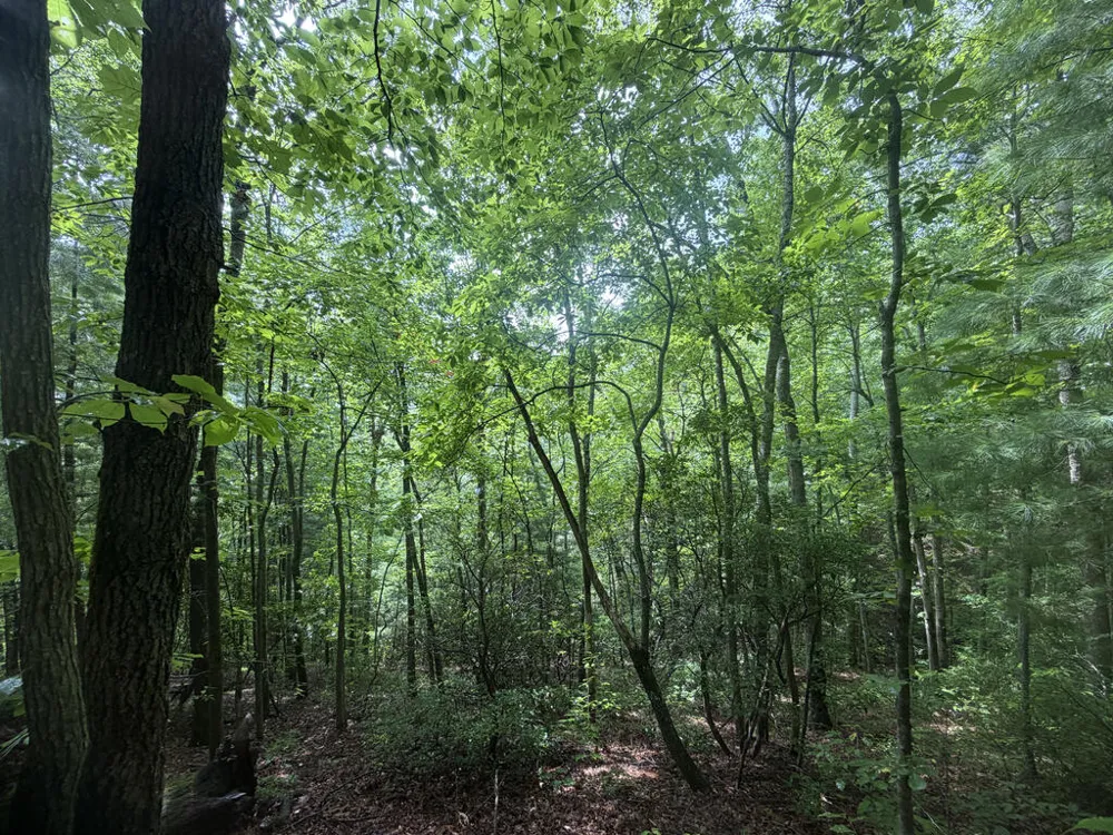 Yellow Creek Road Robbinsville, NC 28771