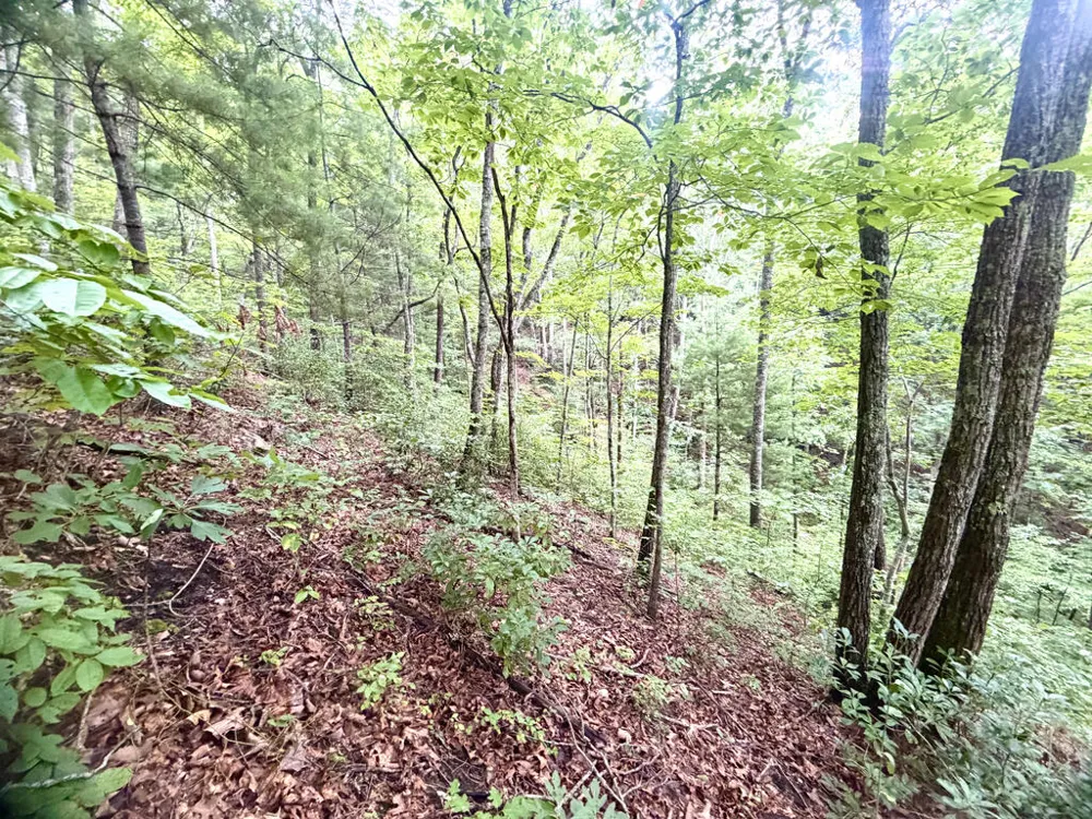 Yellow Creek Road Robbinsville, NC 28771