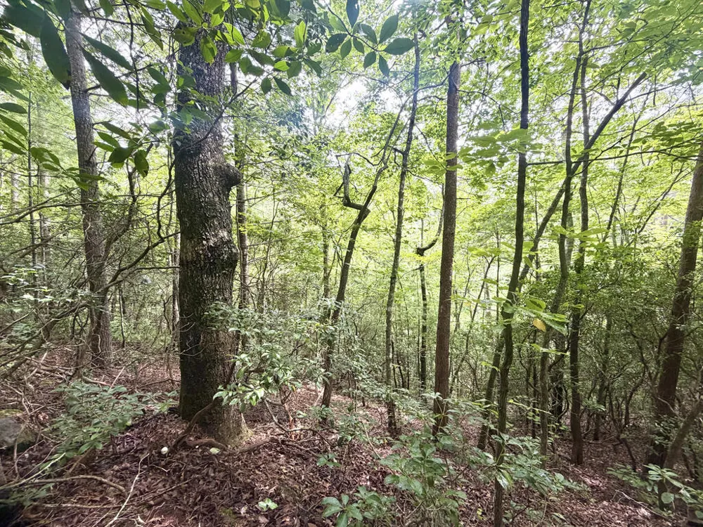 Yellow Creek Road Robbinsville, NC 28771
