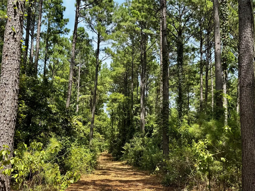 County Road 1240 Pittsburg, TX 75686