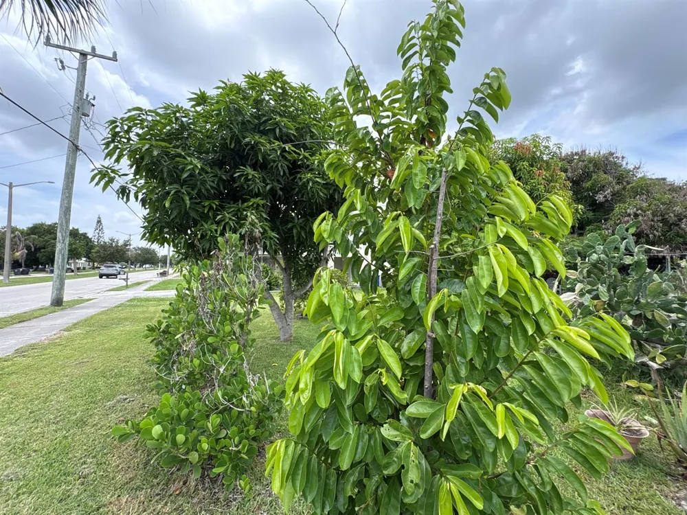 1001 Sunrise Boulevard Fort Pierce, FL 34950