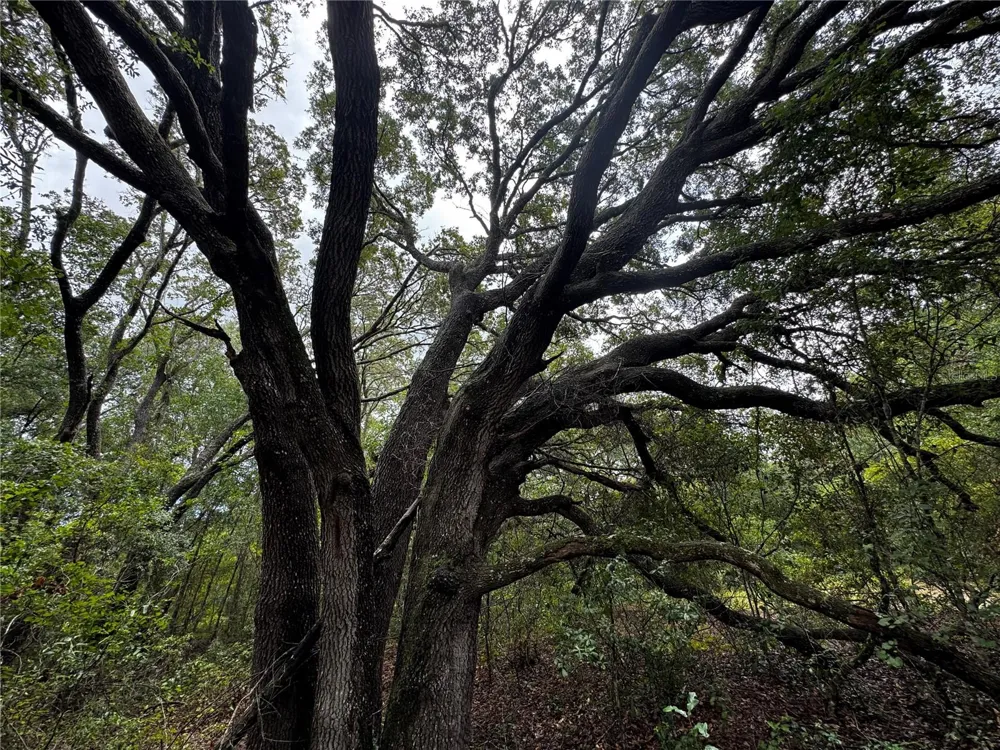 00 SE 115TH PLACE RD. Ocklawaha, FL 32179
