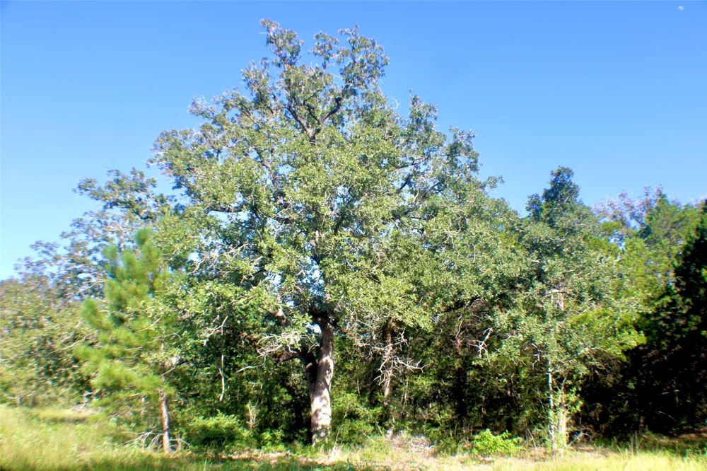 Gotier Trace Road Paige, TX 78659