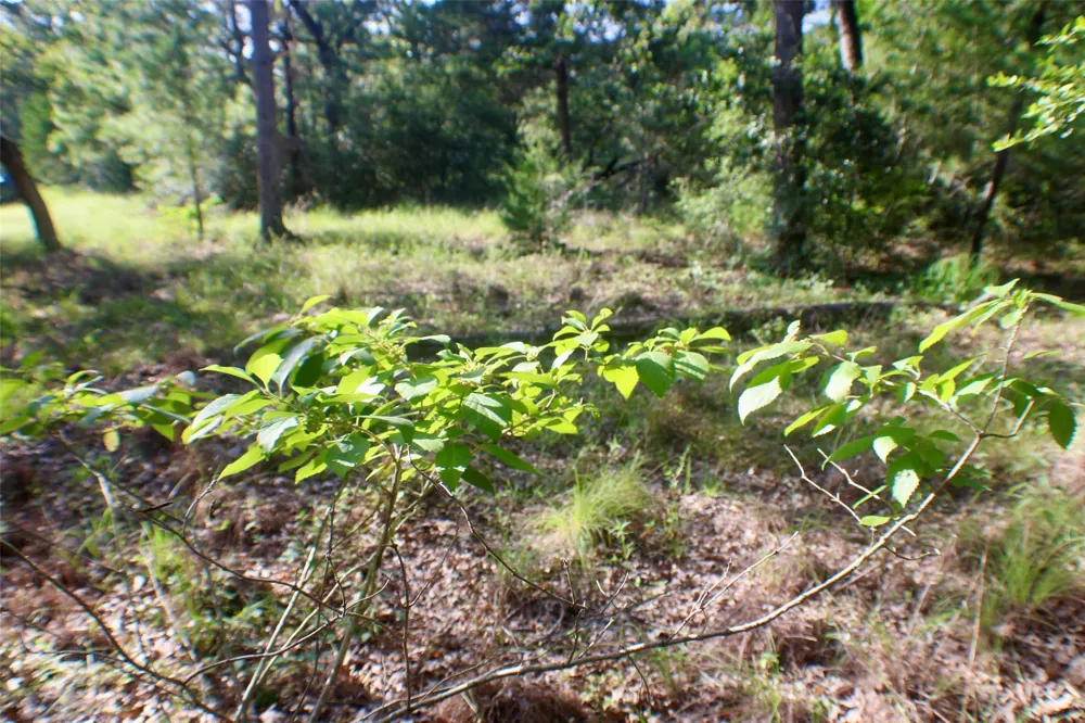 Gotier Trace Road Paige, TX 78659
