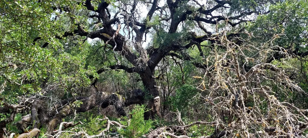 Brinkley Drive Wimberley, TX 78676