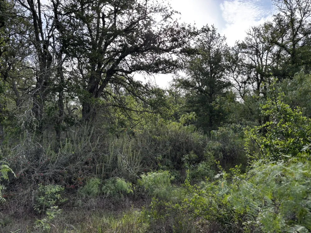 615 County Road 467 Thrall, TX 76578