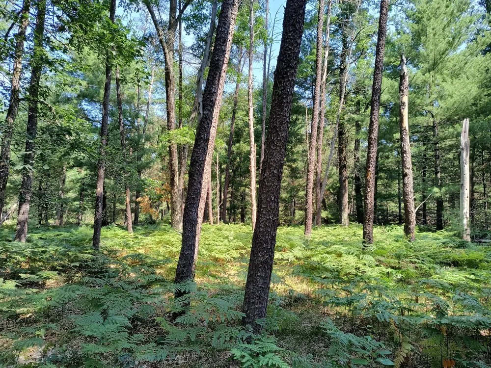 728 W 32nd Street #Parcel B Webber Township, MI 49304