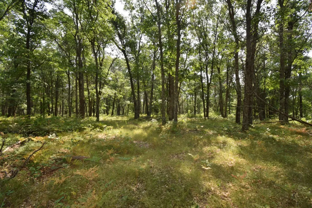 Lot 5 South Point Trail Danbury, WI 54830