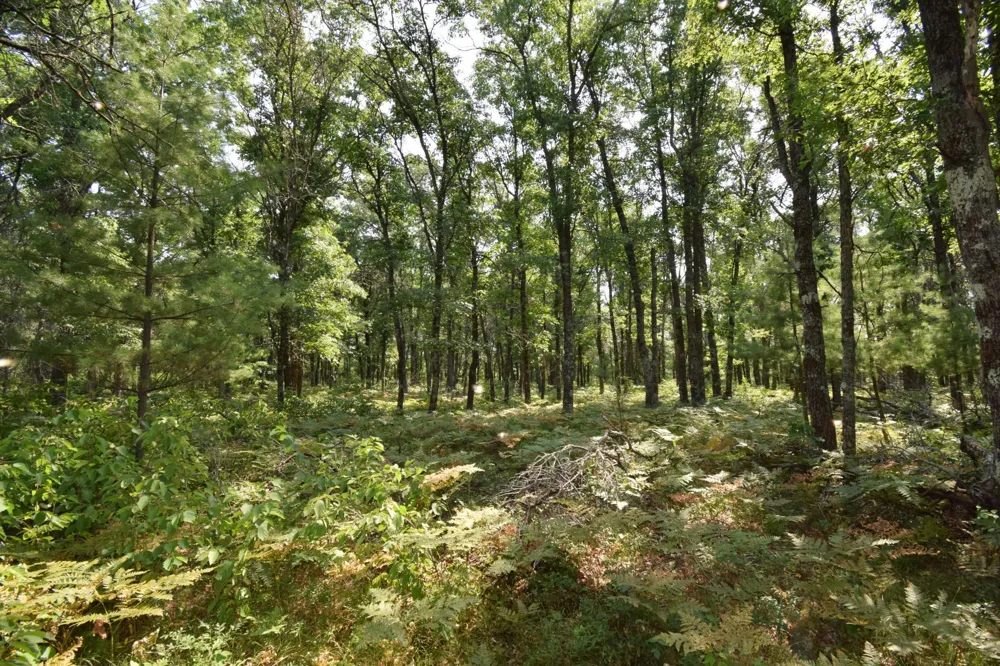 Lot 5 South Point Trail Danbury, WI 54830