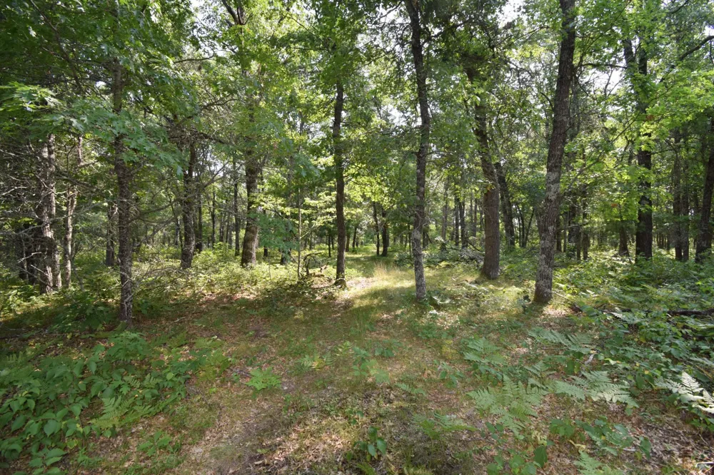 Lot 5 South Point Trail Danbury, WI 54830