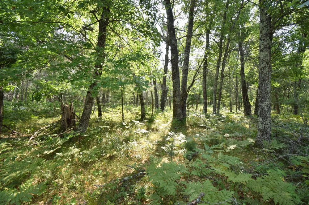 Lot 5 South Point Trail Danbury, WI 54830