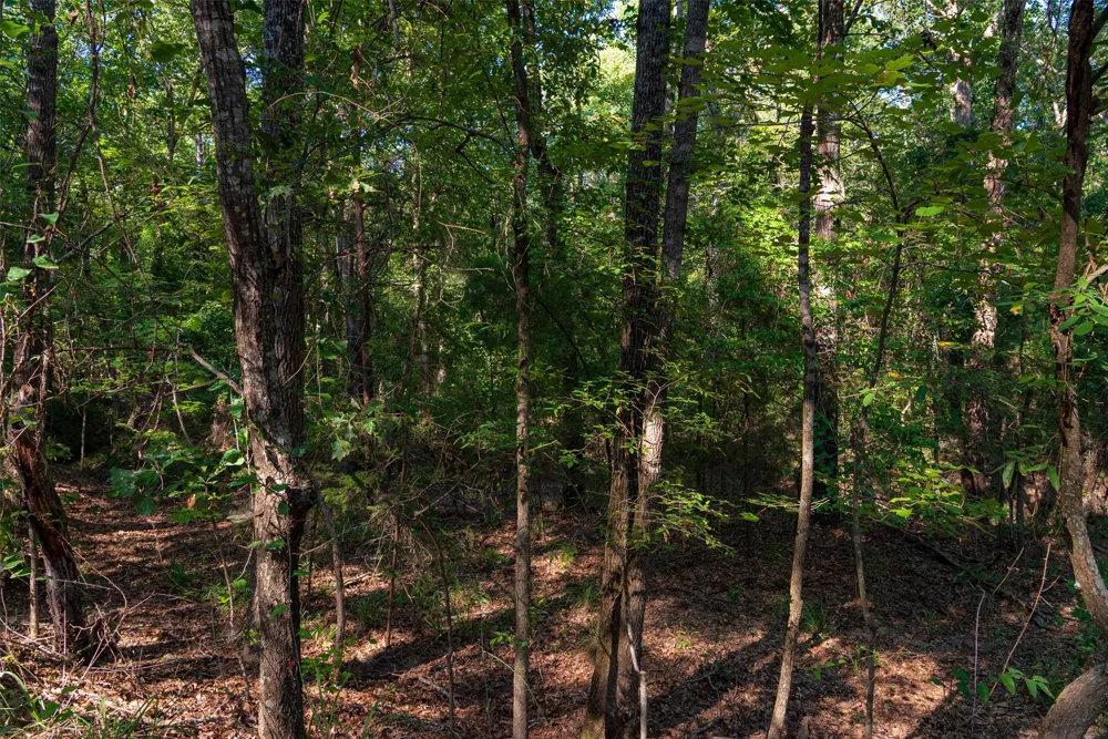 County Road 3302 Brownsboro, TX 75756