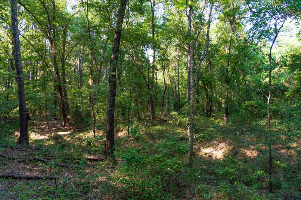 County Road 3302 Brownsboro, TX 75756