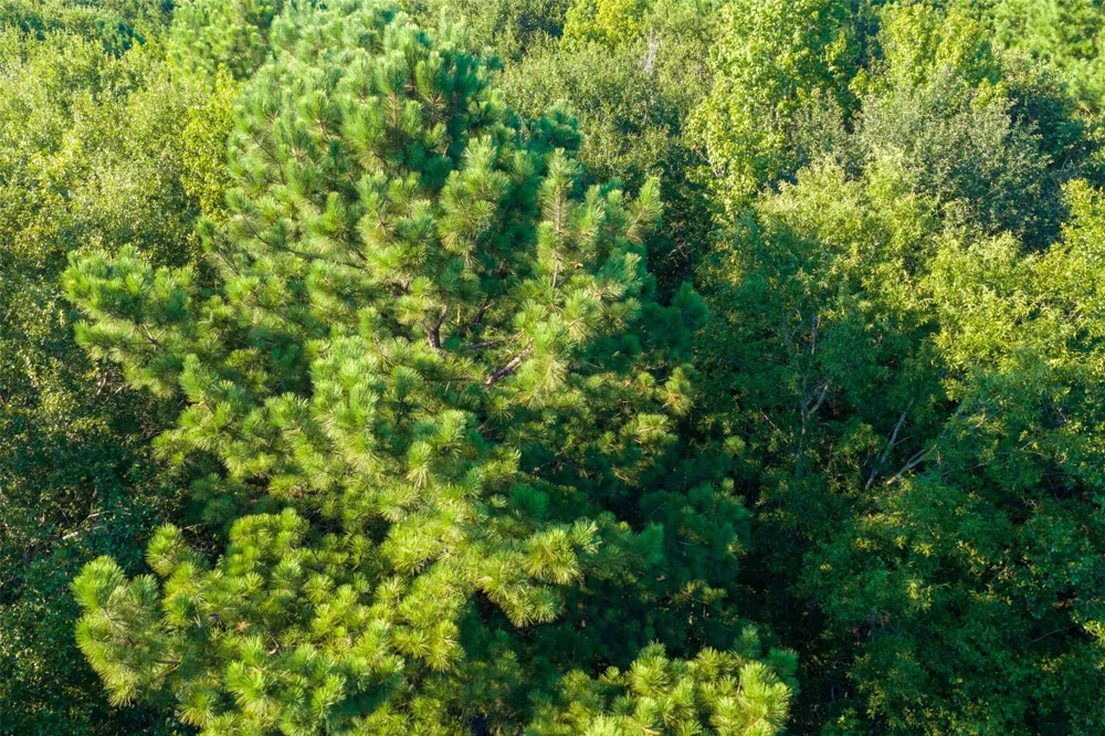 County Road 3302 Brownsboro, TX 75756