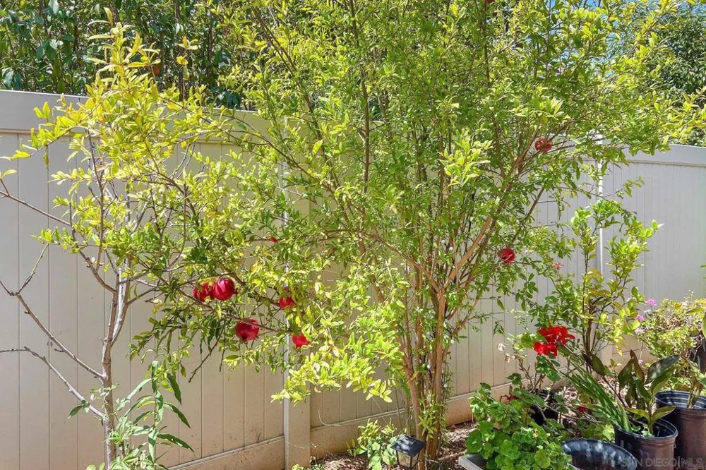 1675 Felicita Escondido, CA 92025
