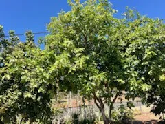 17288 Mcallister Parkway Riverside, CA 92503