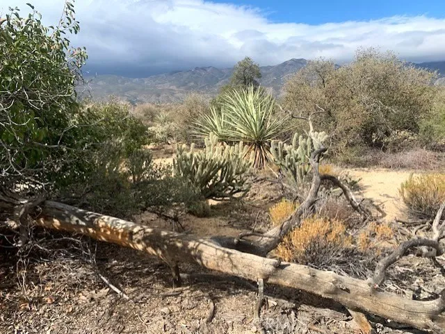 368 Palm Canyon Drive Mountain Center, CA 92561