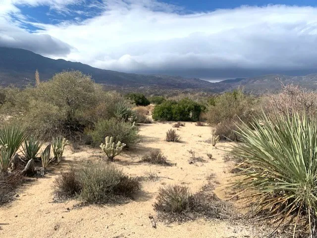 368 Palm Canyon Drive Mountain Center, CA 92561