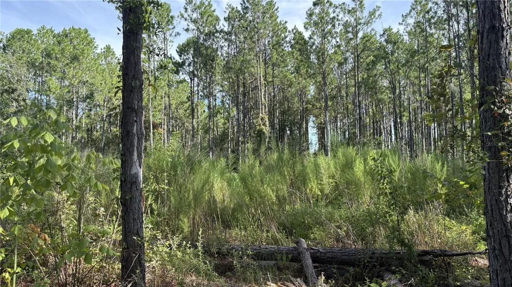 TBD NW 130TH AVENUE High Springs, FL 32643