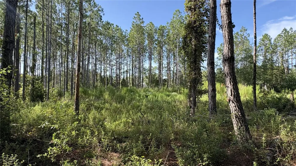TBD NW 130TH AVENUE High Springs, FL 32643