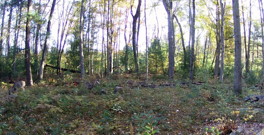 4393 E 8th Street Everett Township, MI 49349
