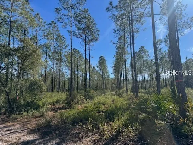 TBD NE 150TH AVE ROAD #LOT 5 Fort Mc Coy, FL 32134