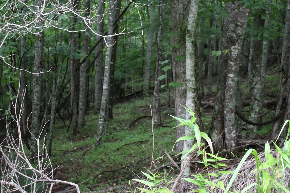 PLT 3 Scenic View Drive Green Mountain, NC 28740