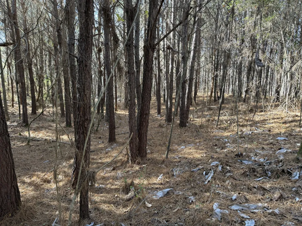 0 County Road 41 Addison, AL 35540