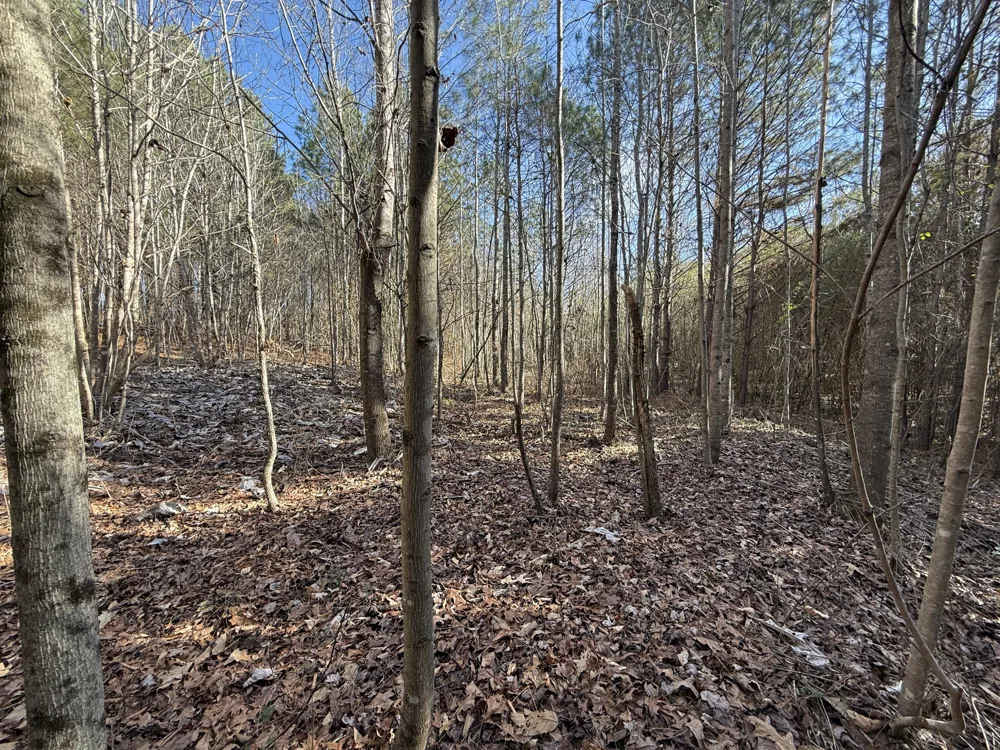 0 County Road 41 Addison, AL 35540