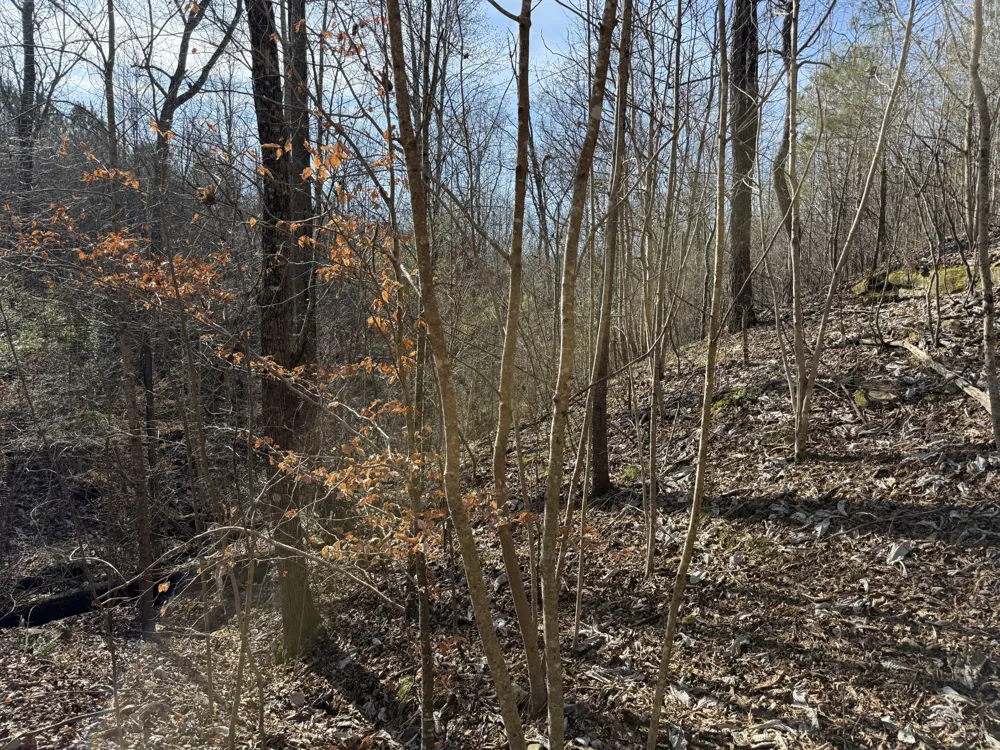 0 County Road 41 Addison, AL 35540
