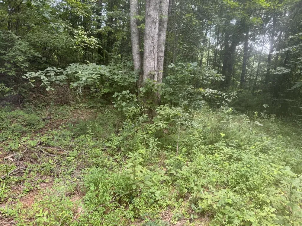 0 Camp Creek Estates Drive Murphy, NC 28906