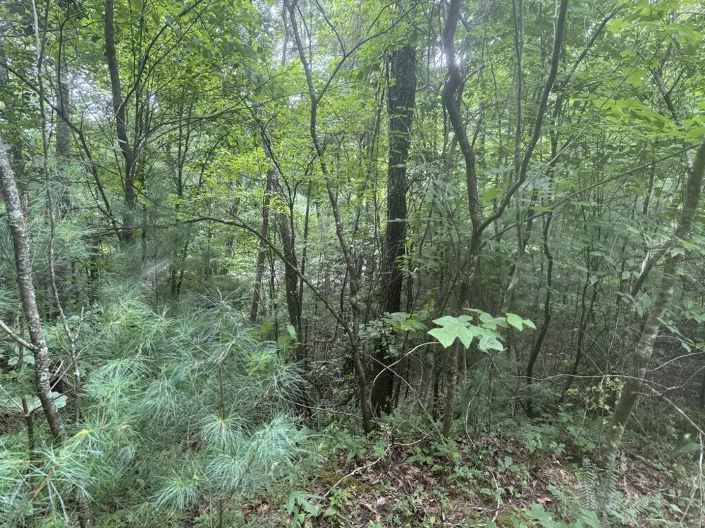0 Camp Creek Estates Drive Murphy, NC 28906