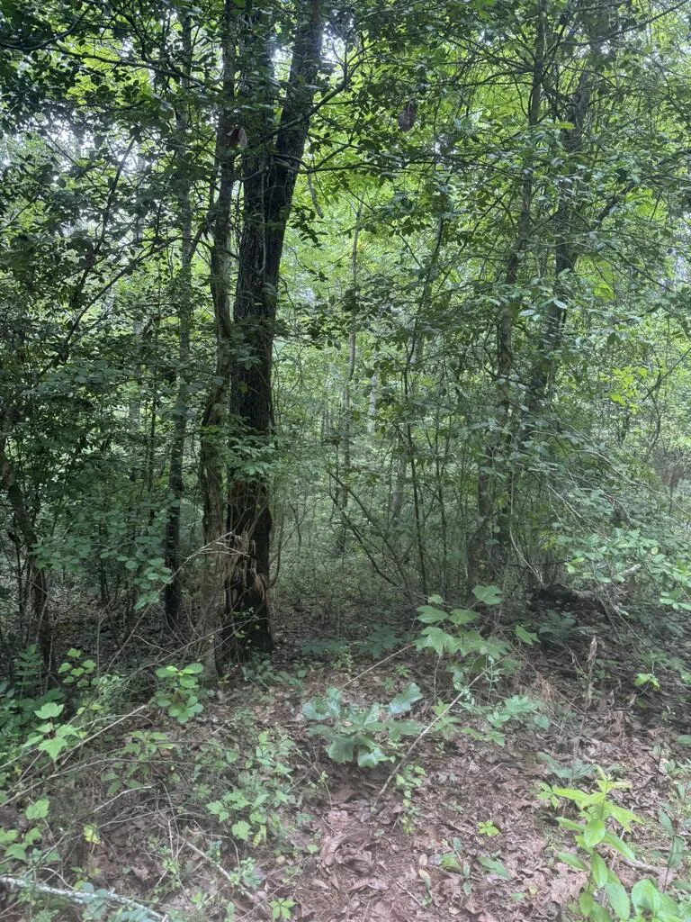 0 Camp Creek Estates Drive Murphy, NC 28906