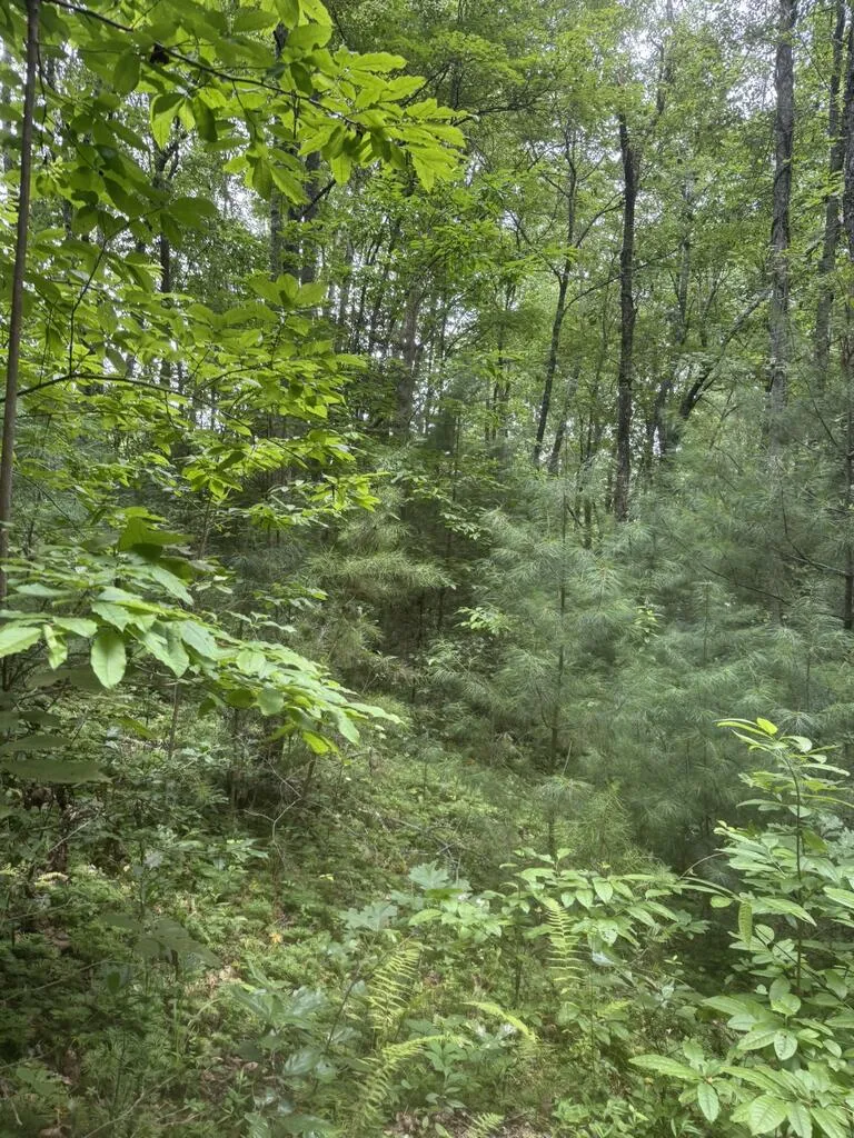 0 Camp Creek Estates Drive Murphy, NC 28906
