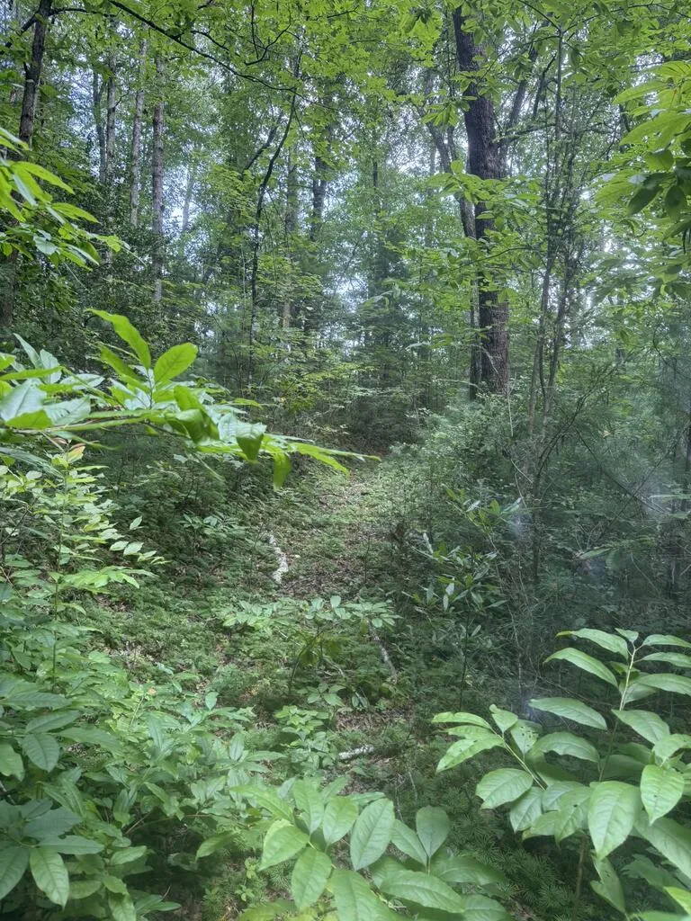 0 Camp Creek Estates Drive Murphy, NC 28906