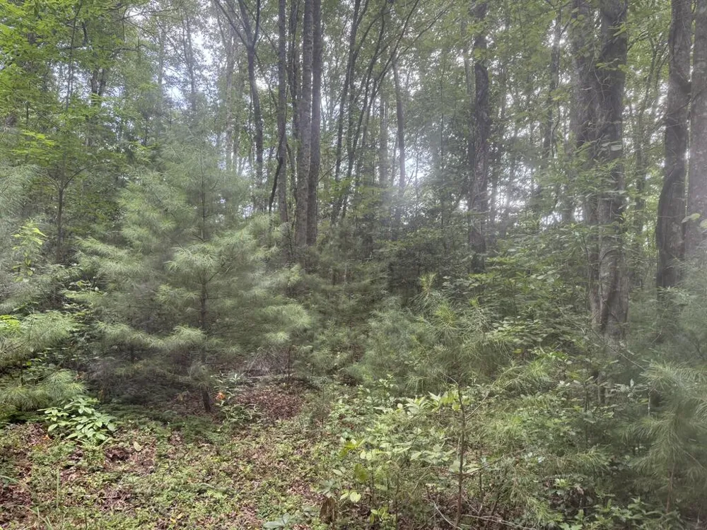 0 Camp Creek Estates Drive Murphy, NC 28906