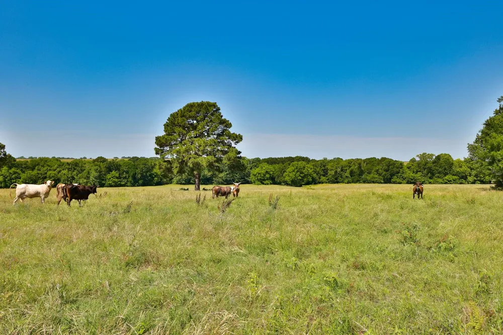 8 Cr 305 Road Navasota, TX 77868