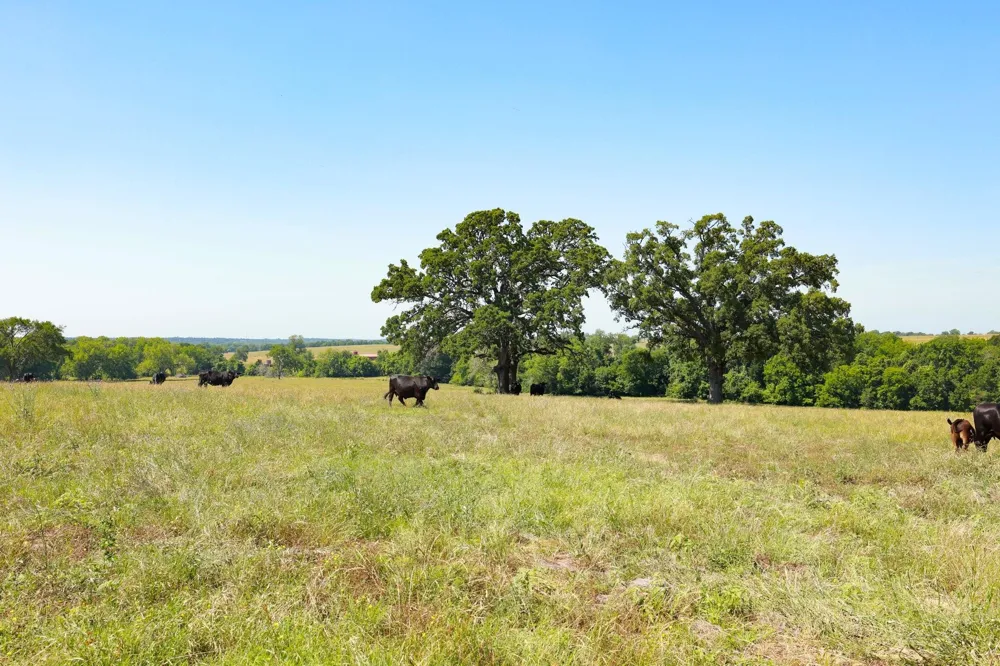 8 Cr 305 Road Navasota, TX 77868