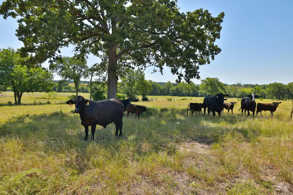 10 Cr 305 Road Navasota, TX 77868