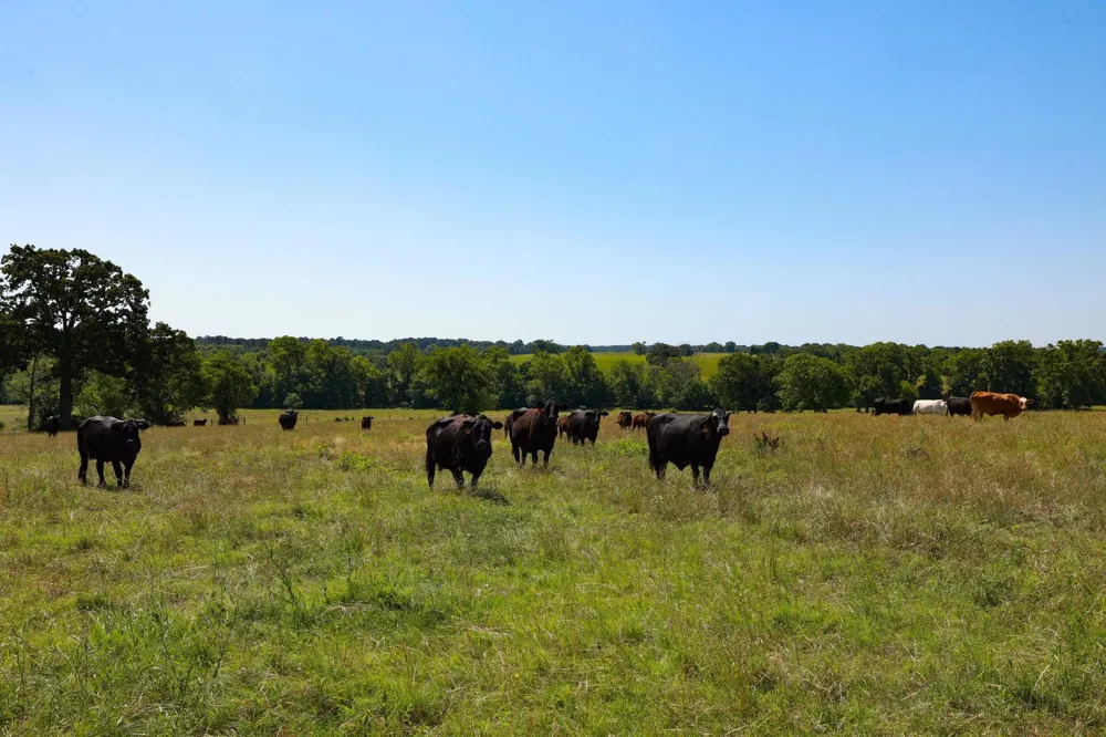 9 Cr 305 Road Navasota, TX 77868