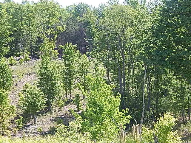 11500 W 14 ROAD Mesick, MI 49668