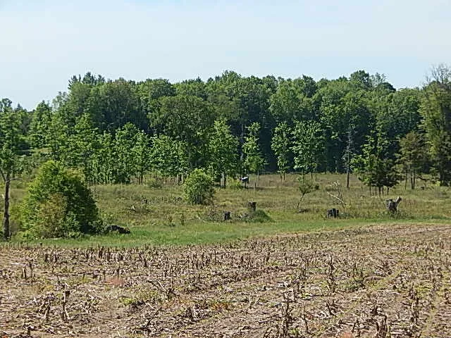 11500 W 14 ROAD Mesick, MI 49668